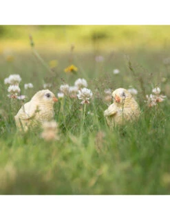 Mobilier De Jardin -Mobilier De Jardin poussin en resine 1